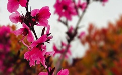 像傻瓜一样去爱小说